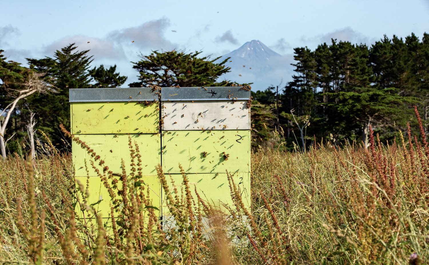 A photo of a yellow beehive in a field with tall grass and a forest in the distant background
