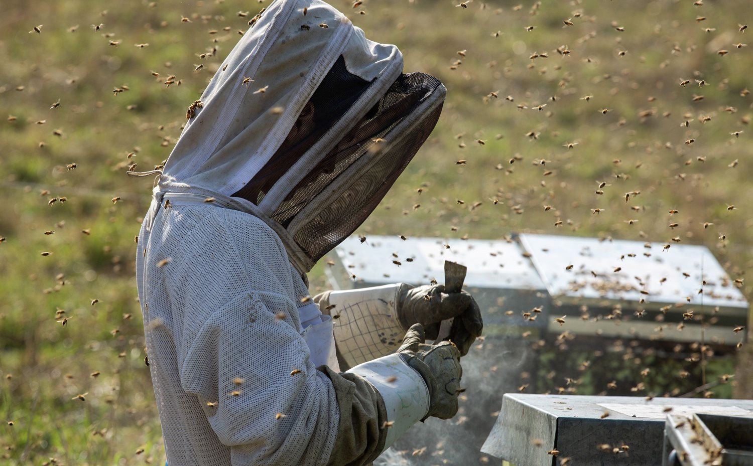 A side shot of a beekeeper in full protective white clothing, preparing to pull out a section of beehive honeycomb